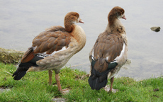 3-Nilgänse-Junge-047.jpg